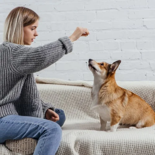 dog treats