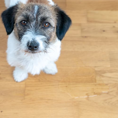 dog urine on hardwood