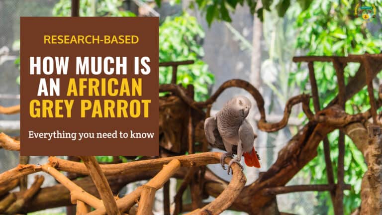 how much is an african grey parrot