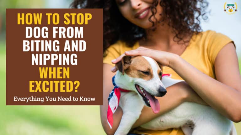 how to stop your dog from biting and nipping when excited 