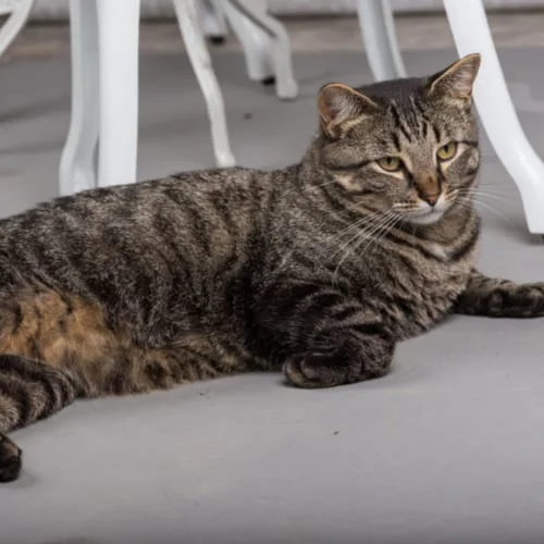 manx cat