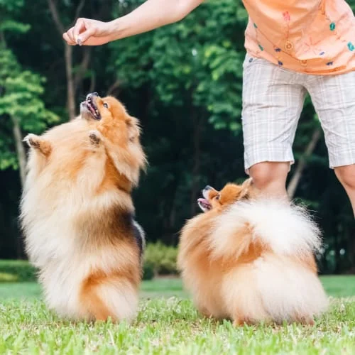 playing dogs