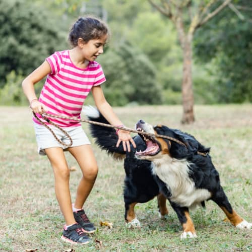 positive reinforcement to dogs