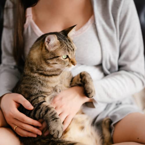 pregnant cat