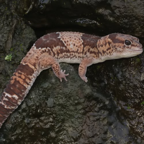 african fat tailed geckos breed