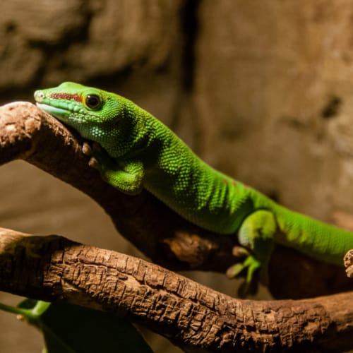 anole breed