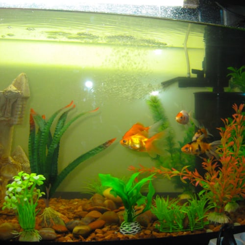 aquarium lighting