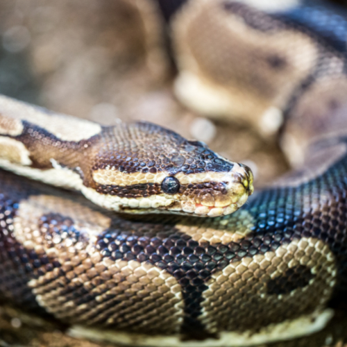 ball pythons breed