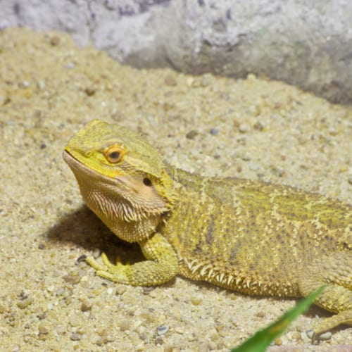 bearded dragons breed