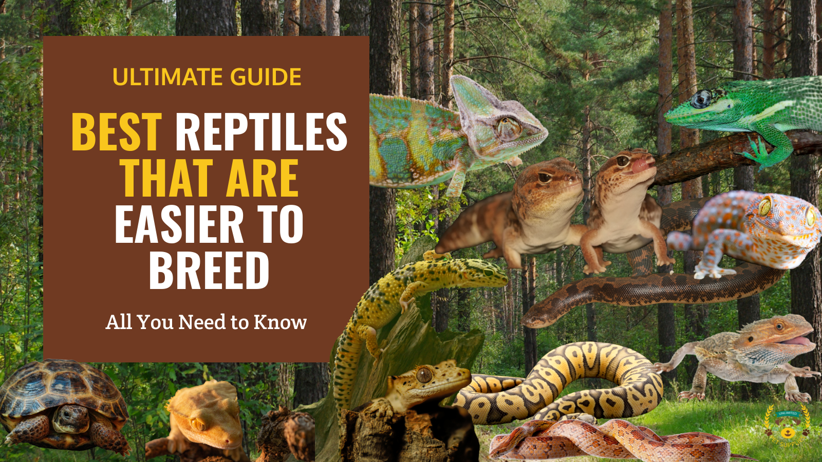 12 Best Reptiles to Breed For Profit: Easy to Breed Species