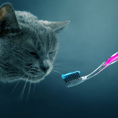 cat toothpaste and brush