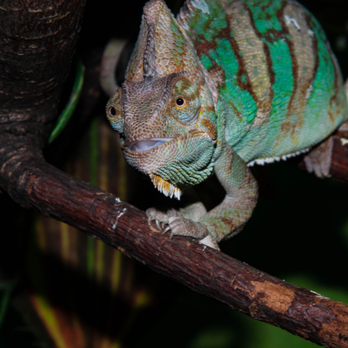 chameleons breed