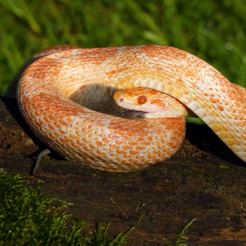 corn snakes breed