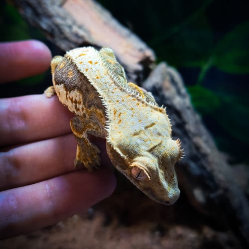 crested geckos breed