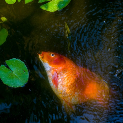 dead fish