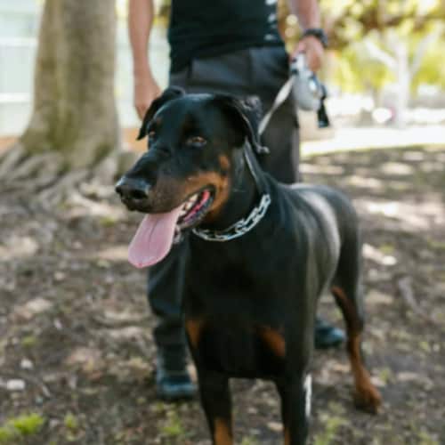 dog collar placement