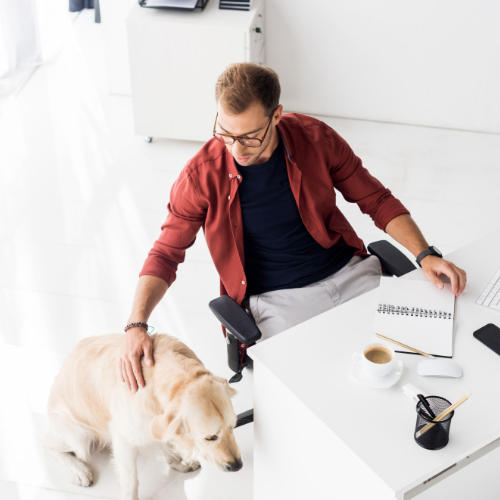 dog monitoring