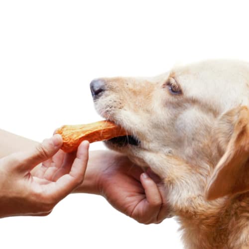 dog reward