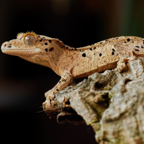 gargoyle geckos breed