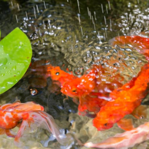 group of fish