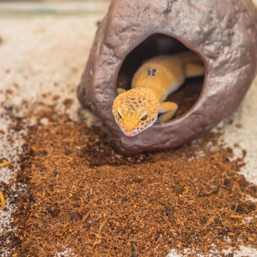 leopard geckos breed