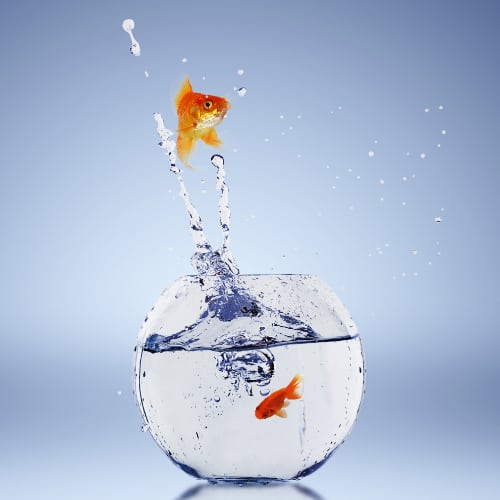 new aquarium