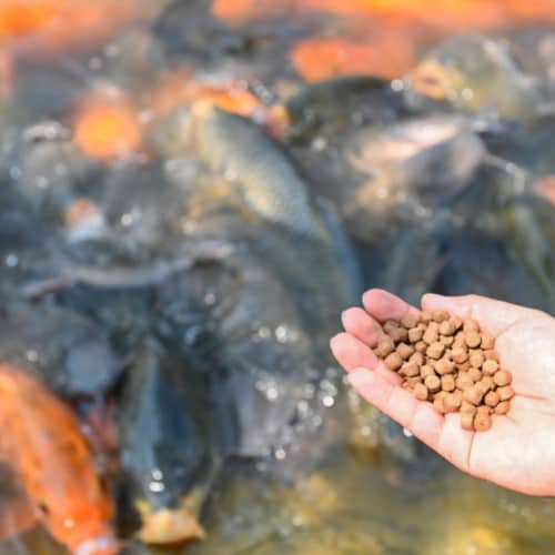 overfeeding fish