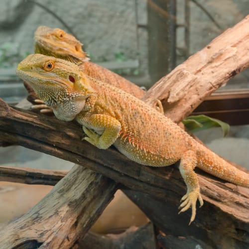 reptile breeding