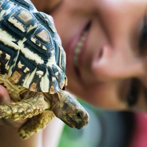 reptile care knowledge