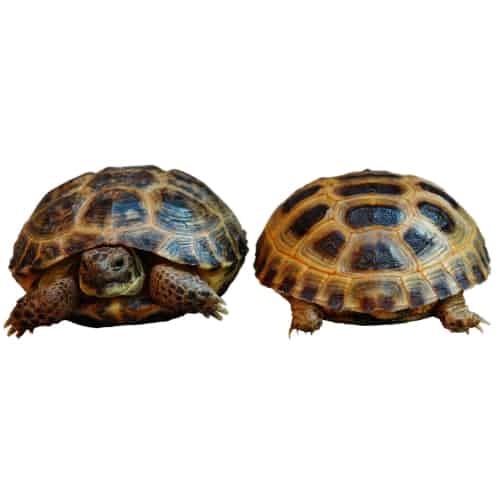 russian tortoises breed