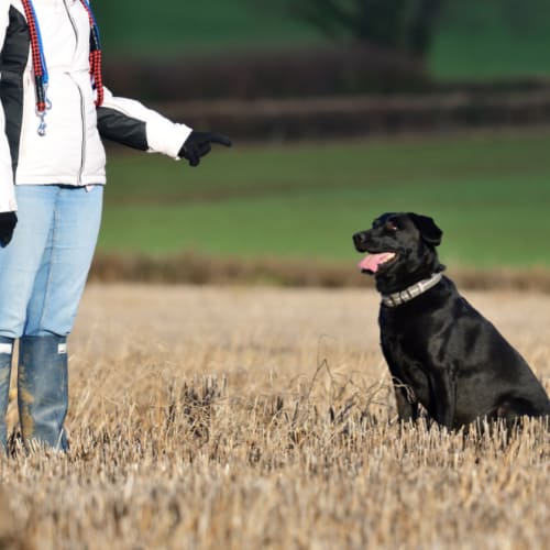 training a dog