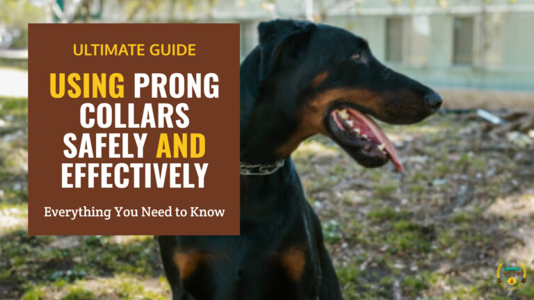ultimate guide to using prong collars