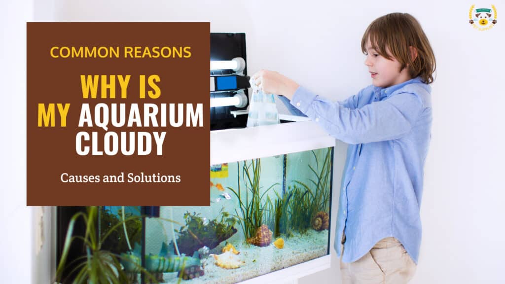 9 Cloudy Aquarium Water Causes and Solutions