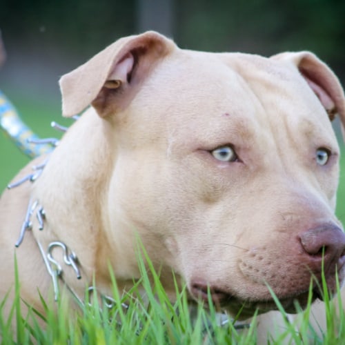 right size prong collar