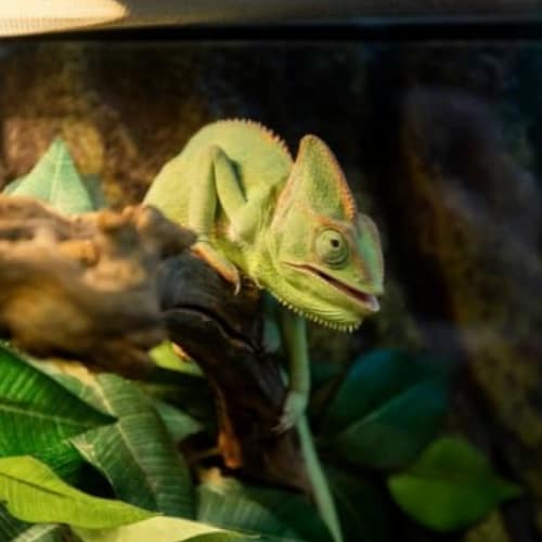 cute green chameleon