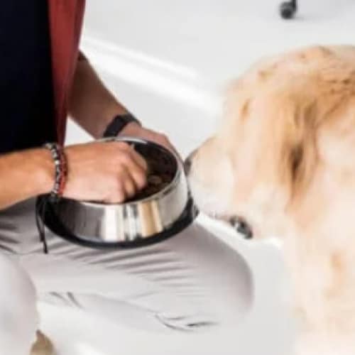 introduce hypoallergenic food to your dogs