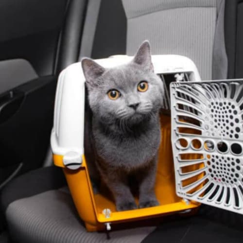 pet carrier in the car