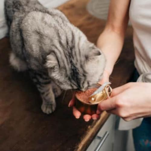 cat canned food