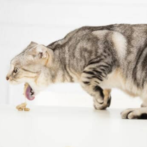 cat food for sensitive stomach