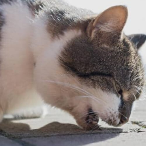 cat on the street