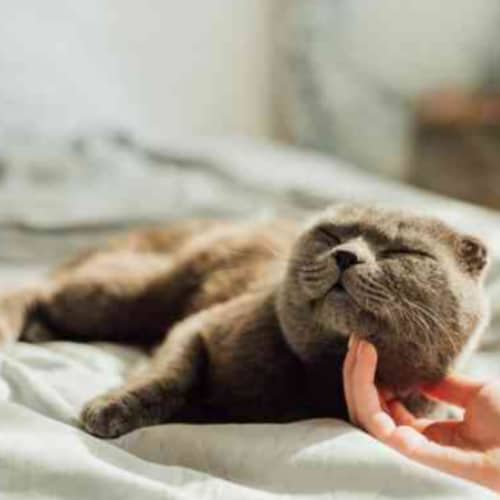 cat relaxing