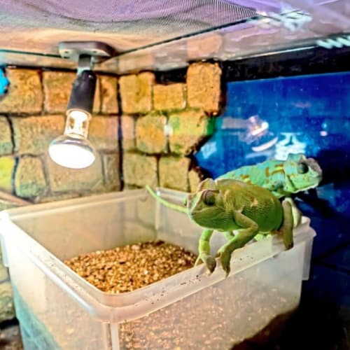 chameleon cage