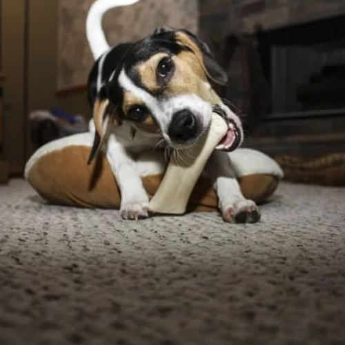 dog chewing bone