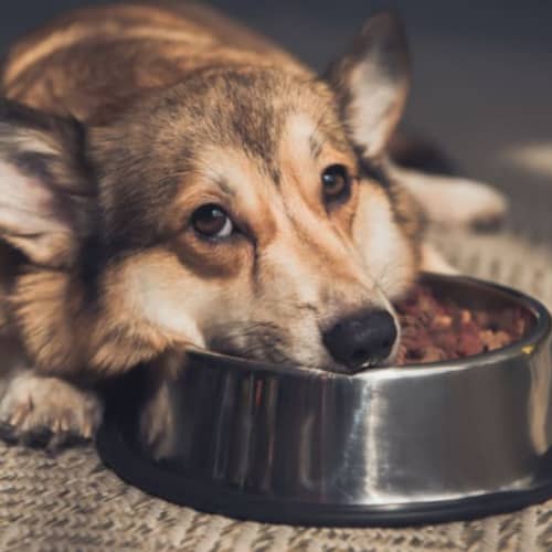 dog food allergy