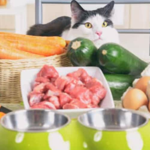 good cat food for sensitive stomach