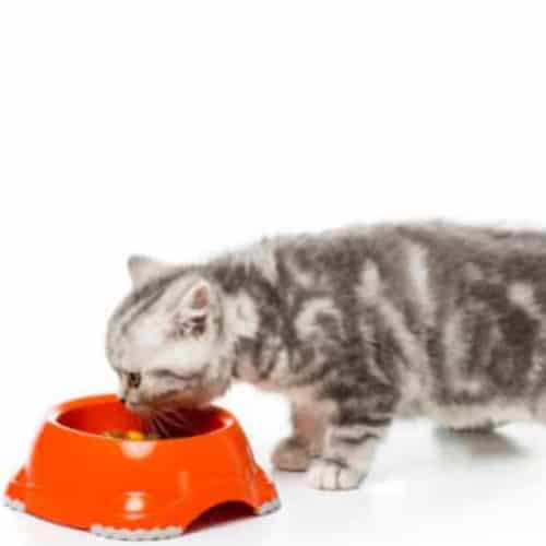 good cat food