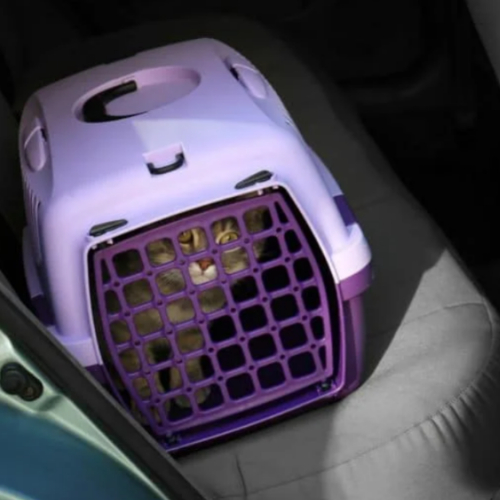 great cat carrier