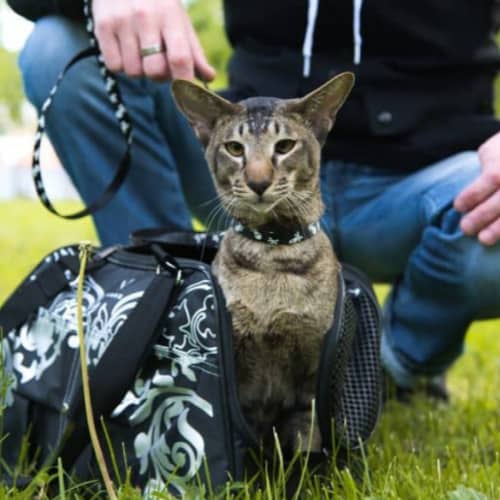 nice cat carrier