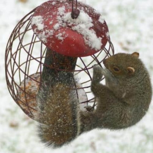 squirrel proof bird feeder