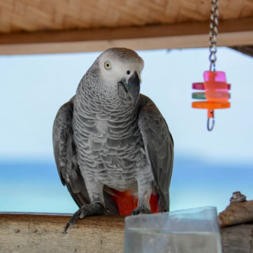 african grey parrots physical traits